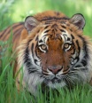 tyger1