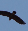 ikona