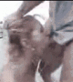 polopo