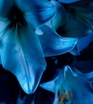 lilyblue
