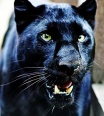 black_puma18