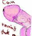 pepan22