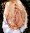 ohnivalasturka