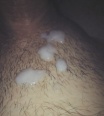 paja48