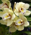 cataleya