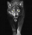 black_wolf