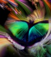 1papilio