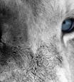 bluelion84