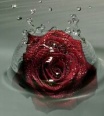 anaj_