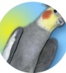 ikona