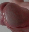 ikona