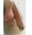 cumos