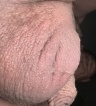 ikona