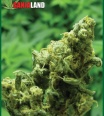 jack_herer